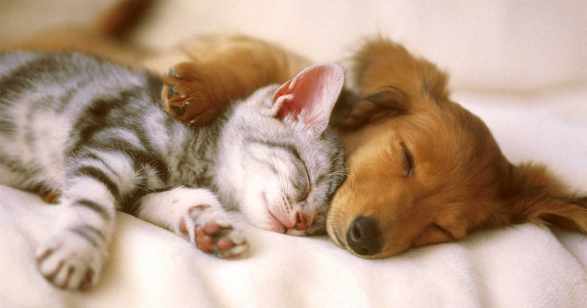 These are things to consider before bringing a new pet home