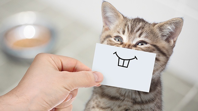 These are the costs that you can expect if you adopt a furry friend