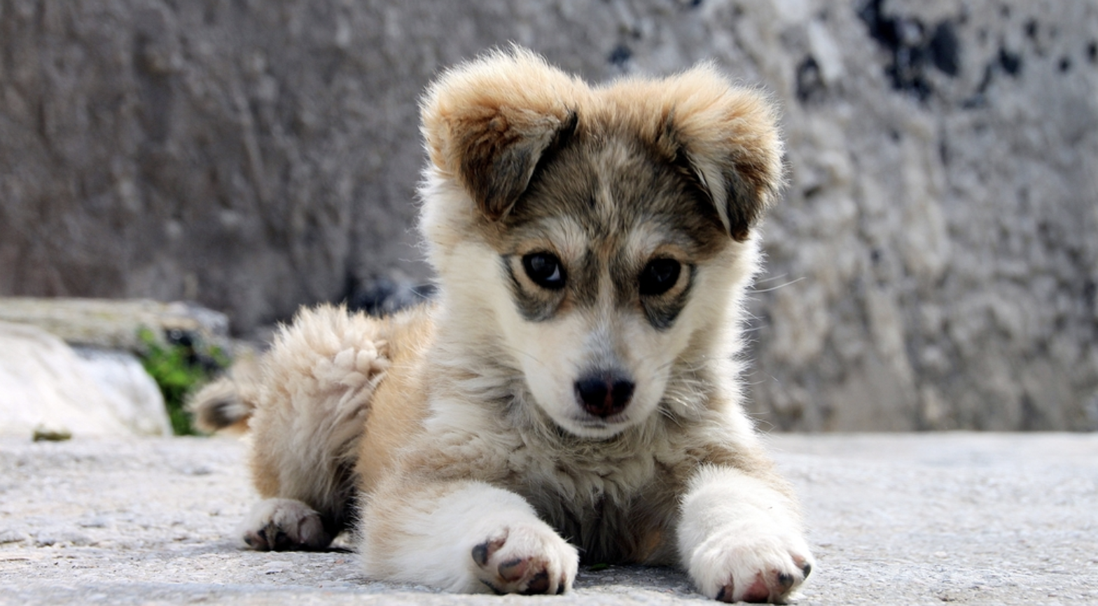 Important Things to Think About Before You Get a Dog