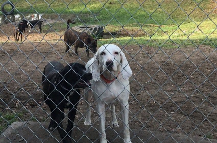 The shelter dog everyone wanted but no one could handle