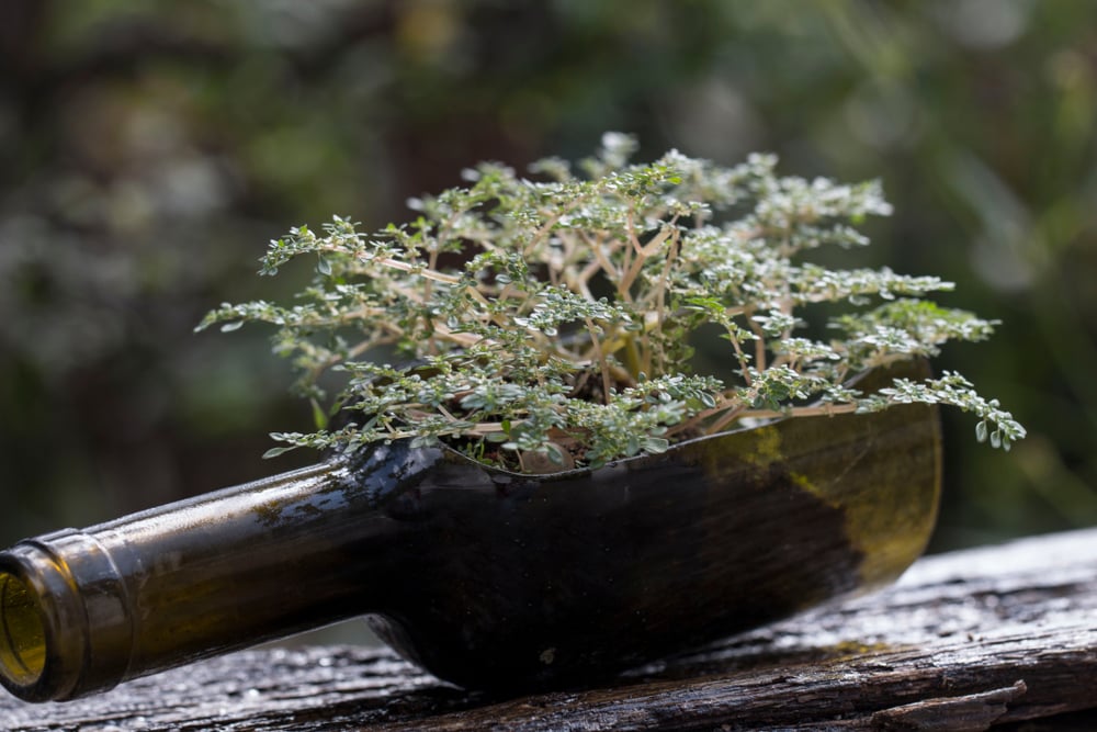 DIY wine bottle crafts
