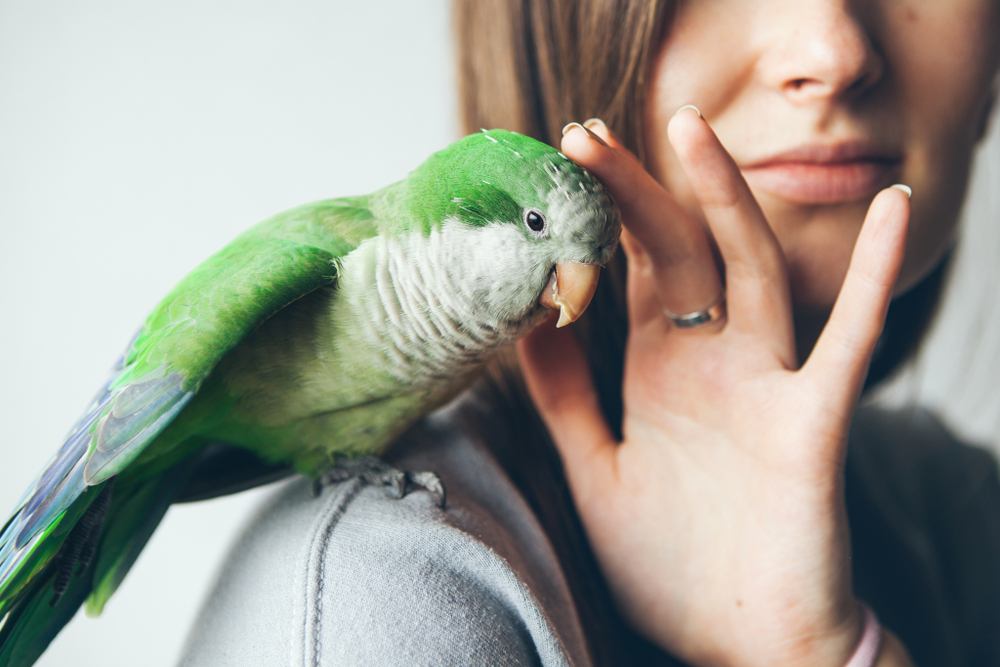 8 types of birds that make awesome pets