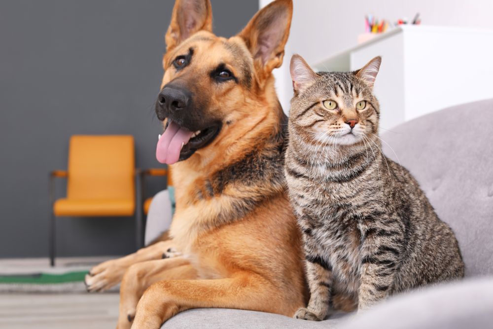 Differences You Did Not Know About Dog People And Cat People