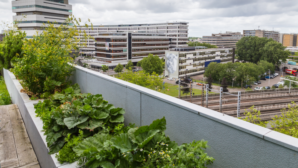 How to grow herbs and vegetables for apartment dwellers