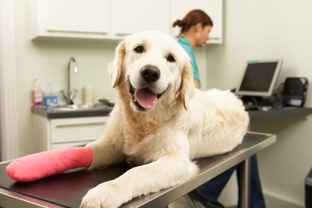 Should I purchase pet insurance? 2 pros and cons