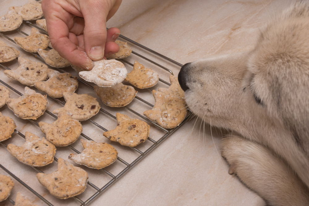 The one recipe dog chew that you need to learn