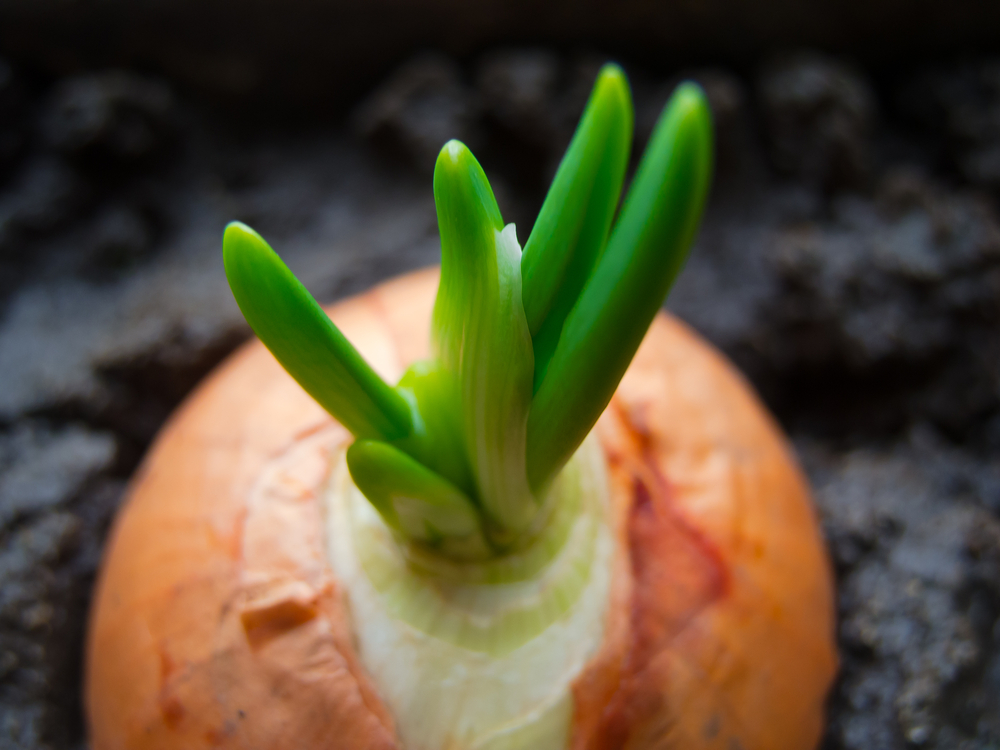 The most important considerations when growing onions