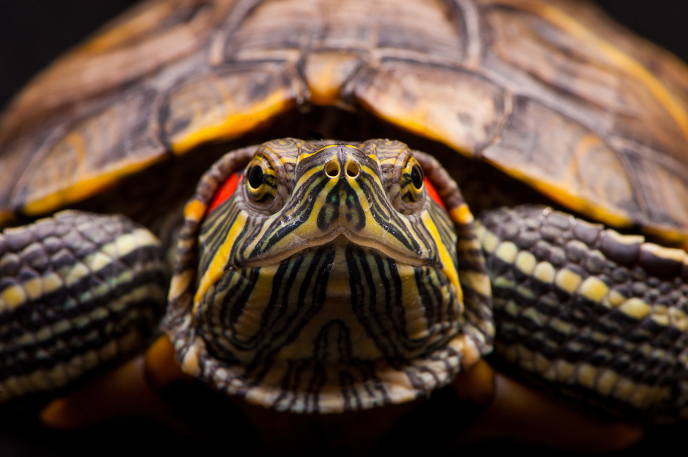 What to know before choosing a red eared slider