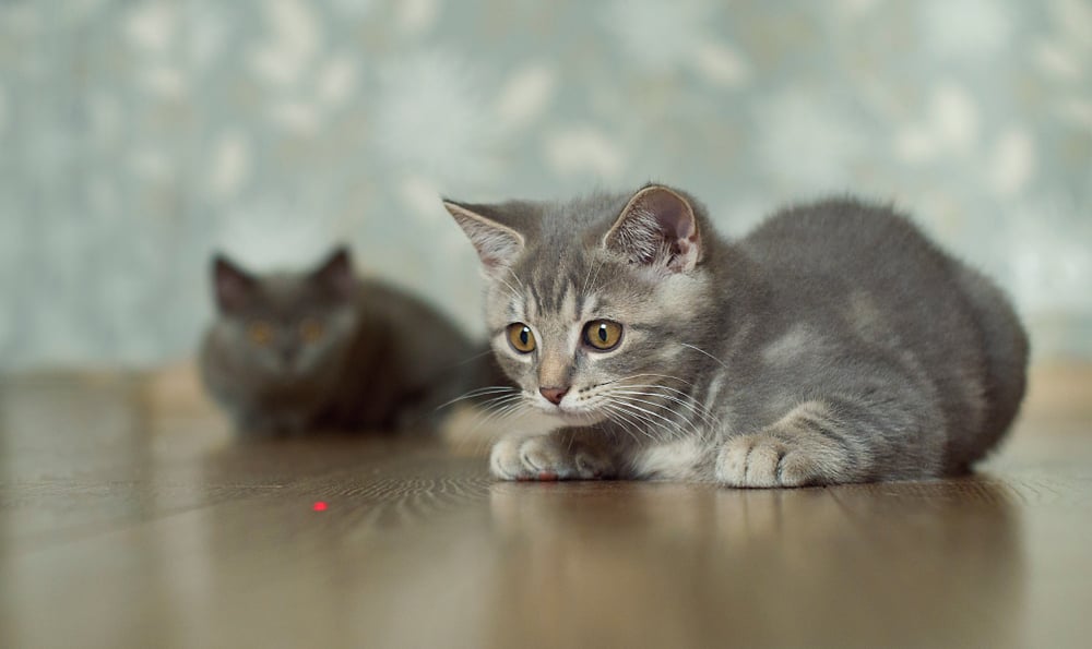 Lasers and cats at play