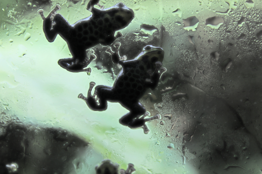 Learn the best way to clean your aquarium full of frogs