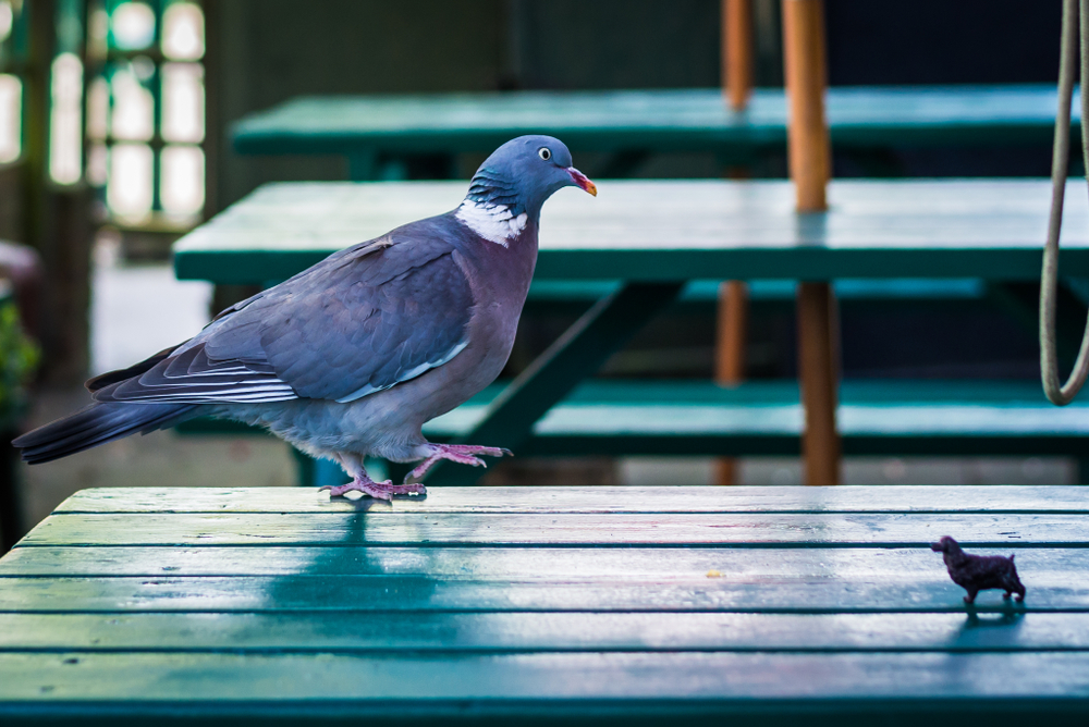 The pigeon and puppy friendship that has gone viral