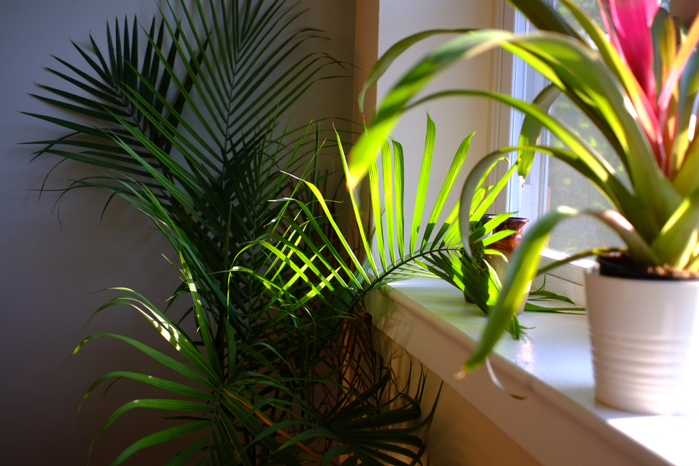 Pretty plants that will give your home’s interior instant aesthetic appeal