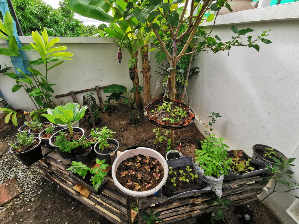 How to start your own vegetable patch