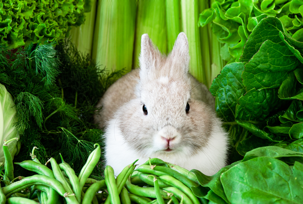 Is it Necessary for Rabbits to Have Dietary Enrichment