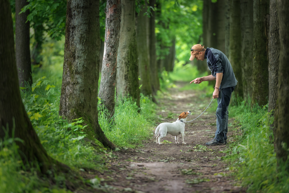 6 skills and command that will keep your dog safe and happy