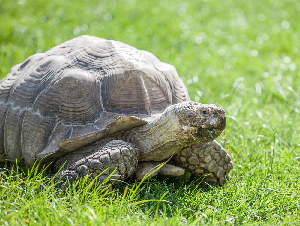 The 53-year-old tortoise that found a new home