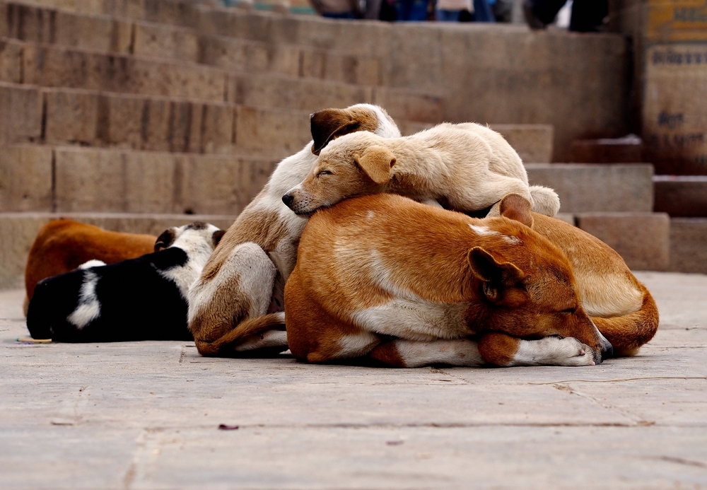 Does Your Dog Get Too Much Sleep?
