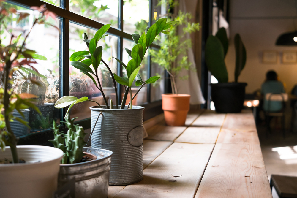 One easy tip that will make your indoor plants thrive