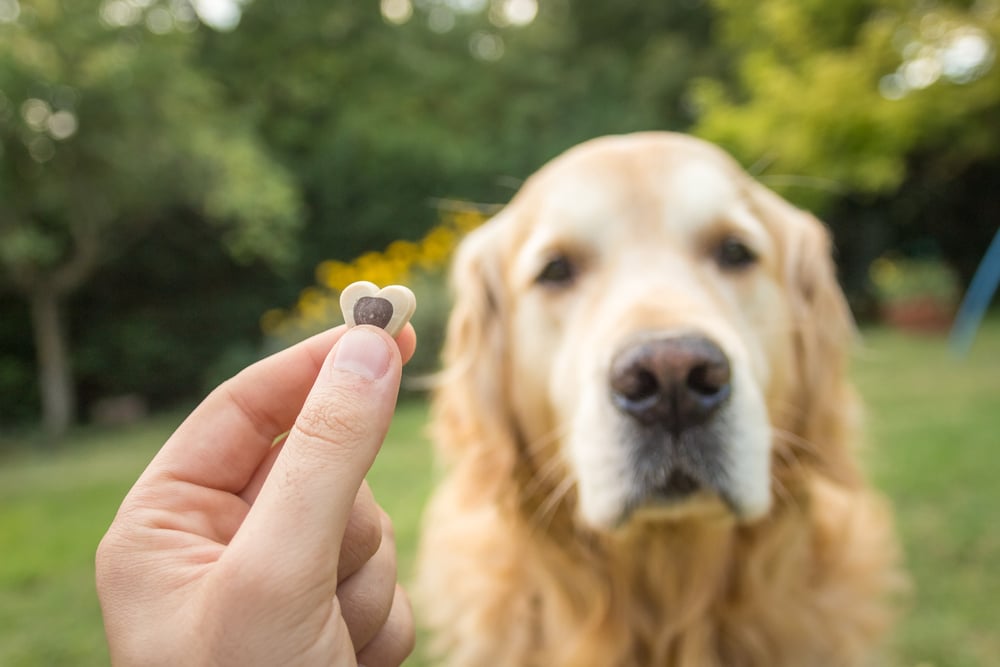 Providing treats is the best dog-training method