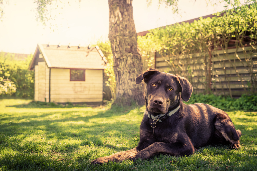 How to landscape a dog-friendly garden