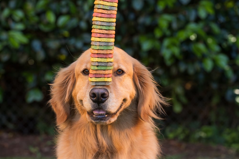 Dog wants cookies and uses leaves as money
