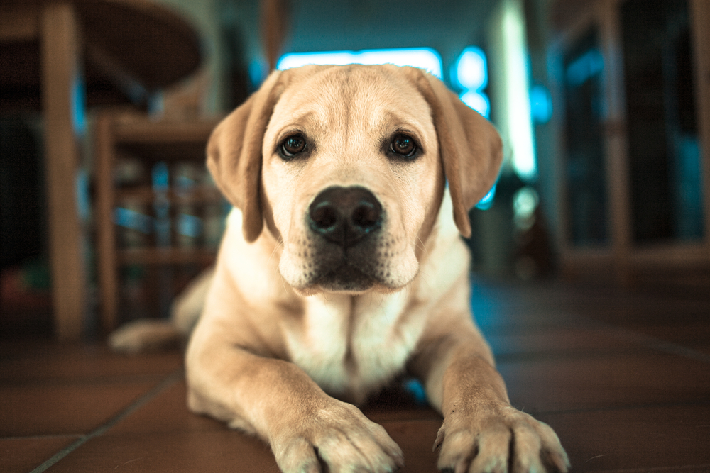 Signs of cancer in dogs that should not be ignored