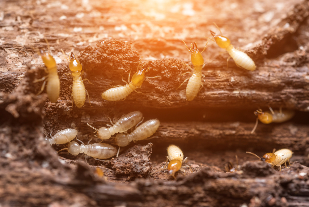 Signs to look for if you think your house is termite infested