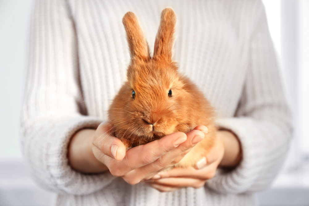 Choosing a pet rabbit