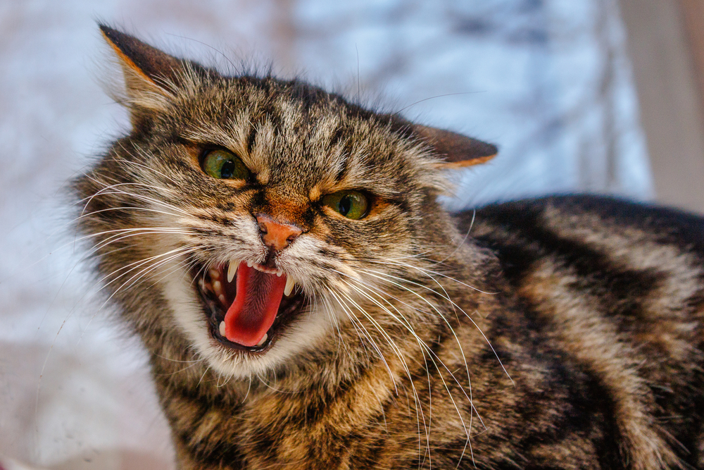 How can you handle aggression in cats?