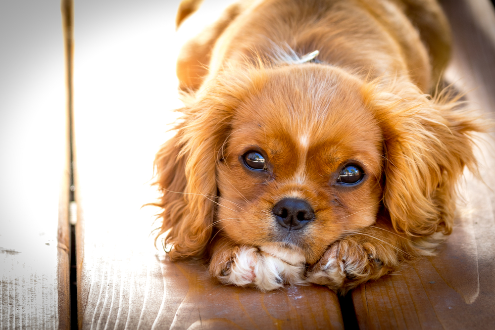 Why you need to stop looking for love and get a dog instead